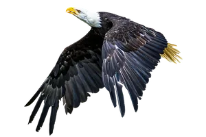 Majestic Bald Eagle In Flight