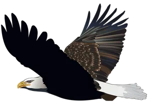 Majestic Bald Eagle In Flight