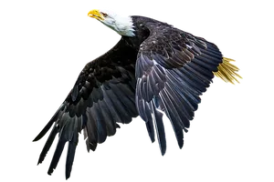 Majestic_ Bald_ Eagle_ In_ Flight.jpg
