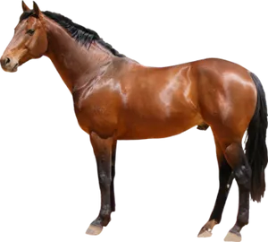Majestic Bay Horse Standing PNG image