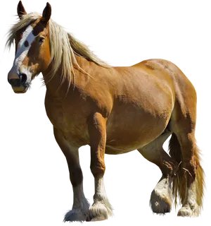 Majestic Belgian Draft Horse PNG image