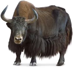 Majestic Bison Standing Transparent Background.png PNG image