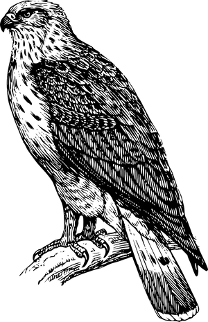 Majestic Black Bird Illustration PNG image