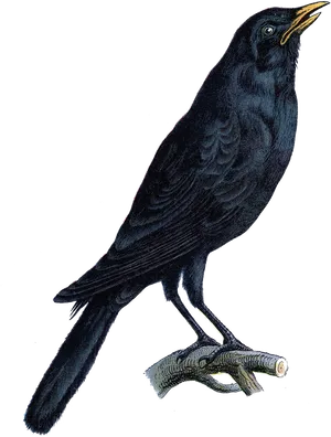 Majestic Black Crow Illustration PNG image