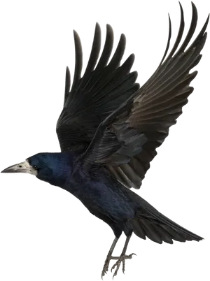 Majestic Black Crow In Flight