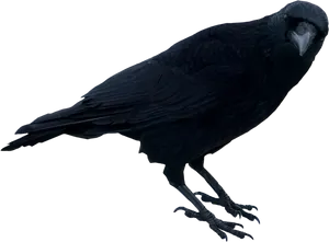 Majestic Black Crow Isolated