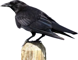 Majestic Black Crow Perched