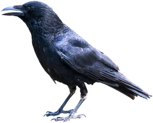 Majestic Black Crow Portrait