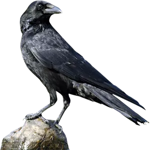 Majestic Black Crow Portrait