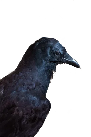 Majestic Black Crow Portrait
