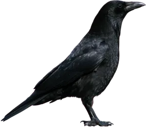 Majestic Black Crow Profile PNG image