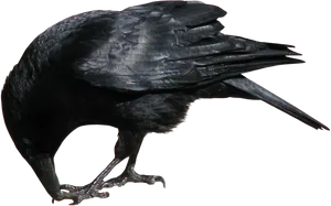 Majestic Black Crow Profile PNG image