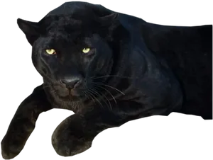 Majestic Black Panther Pose PNG image