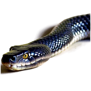 Majestic Black Snake PNG Oha38 PNG