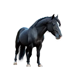 Majestic Black Stallion PNG 06262024 PNG