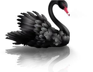 Majestic Black Swan Reflection PNG image