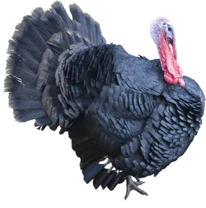 Majestic Black Turkey Display