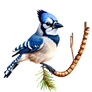 Majestic Blue Jay Portrait PNG 31