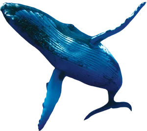 Majestic Blue Whale Breaching PNG image