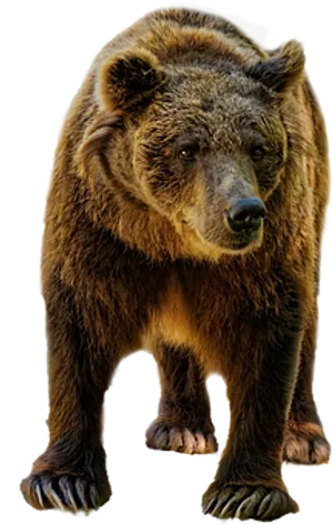 Majestic_ Brown_ Bear_ Black_ Background.jpg