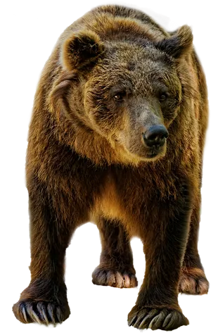 Majestic Brown Bear Standing PNG image