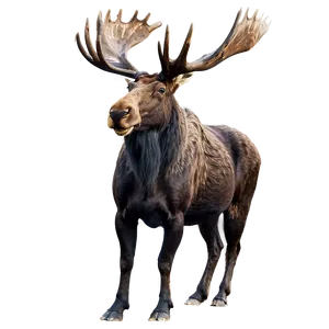 Majestic Bull Moose PNG 05242024 PNG