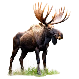 Majestic Bull Moose Png Syt PNG image