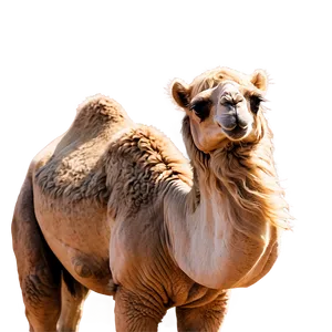 Majestic Camel PNG Qet