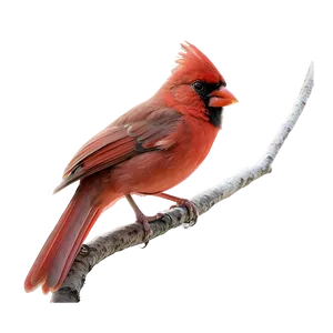 Majestic Cardinal Pose PNG 06252024
