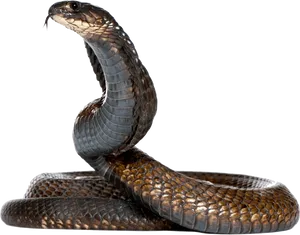 Majestic Cobra Portrait PNG image