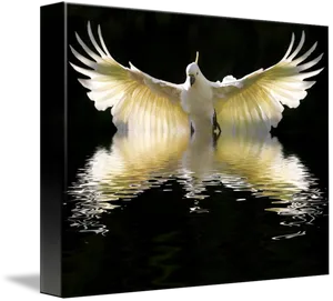 Majestic Cockatoo Spread Wings Reflection PNG image