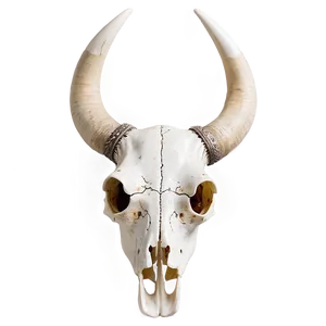 Majestic Cow Skull PNG 57