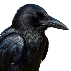 Majestic Crow PNG 34