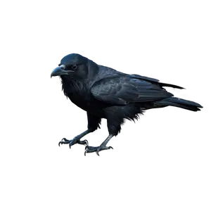 Majestic Crow PNG Hfa