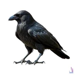 Majestic Crow PNG Mbm12