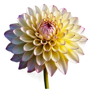 Majestic Dahlia PNG 64