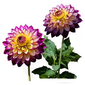 Majestic Dahlia PNG Aaq15