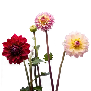 Majestic Dahlia PNG Icr88