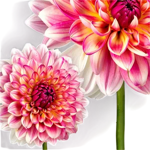 Majestic Dahlia PNG Rro5