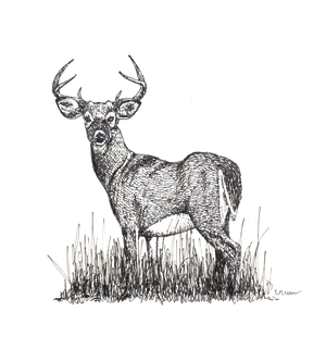 Majestic Deer Sketch Artwork PNG image