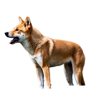 Majestic Dingo Standing Png 54 PNG image