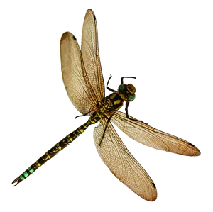 Majestic Dragonfly Spread Wings