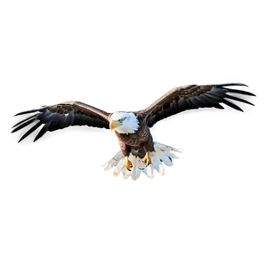 Majestic Eagle Flight PNG 93
