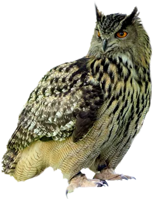 Majestic Eagle Owl Portrait PNG image