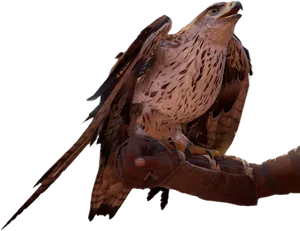 Majestic Eagle Perchedon Glove PNG image