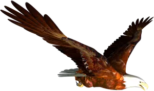 Majestic Eaglein Flight PNG image