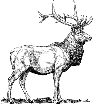 Majestic Elk Illustration PNG image