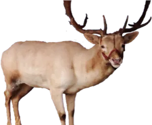 Majestic Elk Standing Profile PNG image