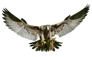 Majestic Falcon In Flight PNG image