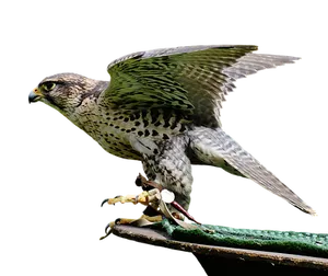 Majestic Falcon Preparingfor Flight PNG image